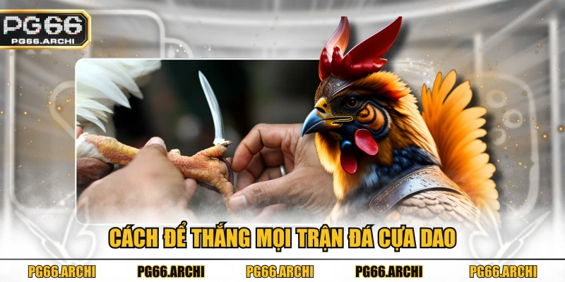 Cách để thắng mọi trận đá cựa dao