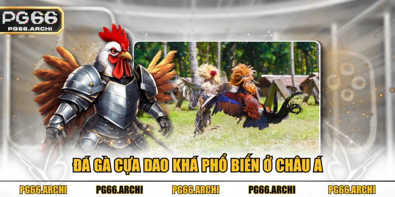 Đá gà cựa dao khá phổ biến ở châu Á