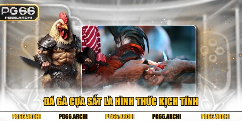 Đá gà cựa sắt là hình thức kịch tính