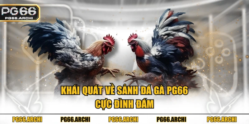 Khái quát về sảnh Đá gà PG66 cực đình đám