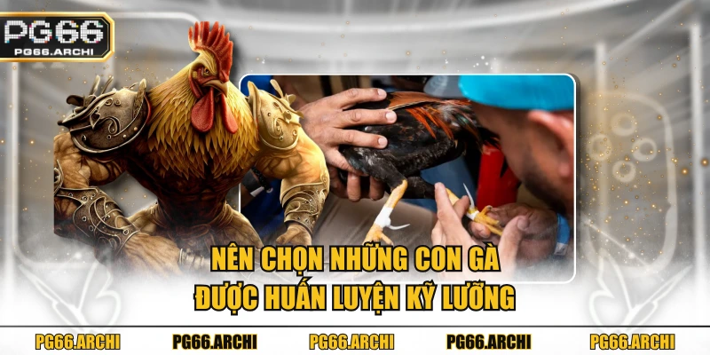 Nên chọn những con gà được huấn luyện kỹ lưỡng